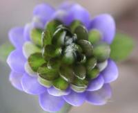 Double purple flowers with green inner petals